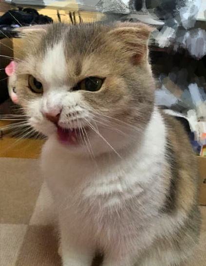 Bức ảnh meme mèo tức giận này sẽ khiến bạn bị hút vào thế giới của những cảm xúc vui mừng và hài hước. Đây là một trong những bức ảnh đáng yêu nhất mà bạn sẽ được xem trên internet.