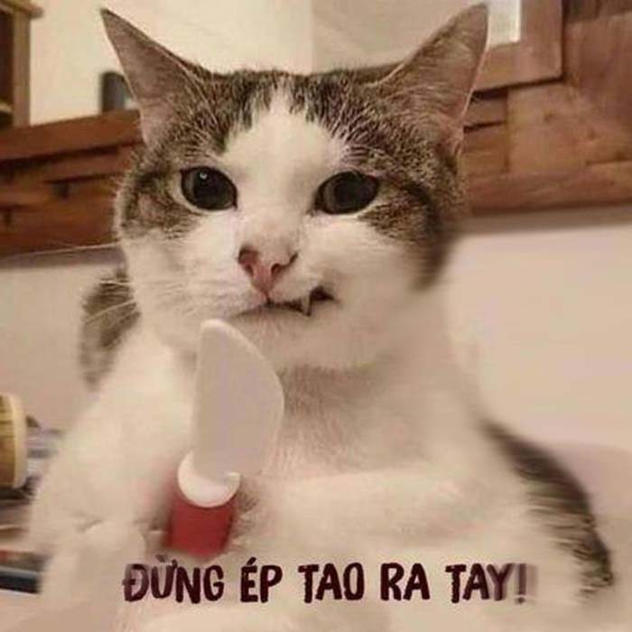 Meme mèo tức giận này chắc chắn sẽ là điểm nhấn cho ngày của bạn. Với biểu cảm khó đỡ, chắc chắn sẽ khiến bạn cười đến tận họng.