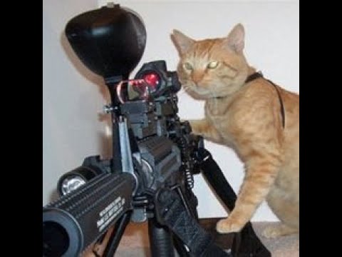 999+ Meme mèo cầm súng hài hước - Cute - Bựa nhất - Chăm Sóc Thú Cưng