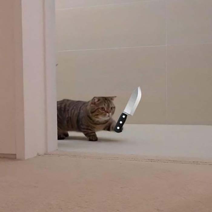 20 Meme mèo cầm dao, cầm súng siêu hài hước - GheChua.Net
