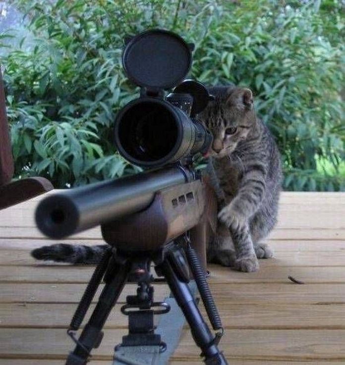 Meme mèo với khẩu súng sẽ khiến bạn cười thả ga và bất ngờ đến không ngờ. Hình ảnh này chắc chắn sẽ làm bạn thích thú và muốn chia sẻ với bạn bè của mình.