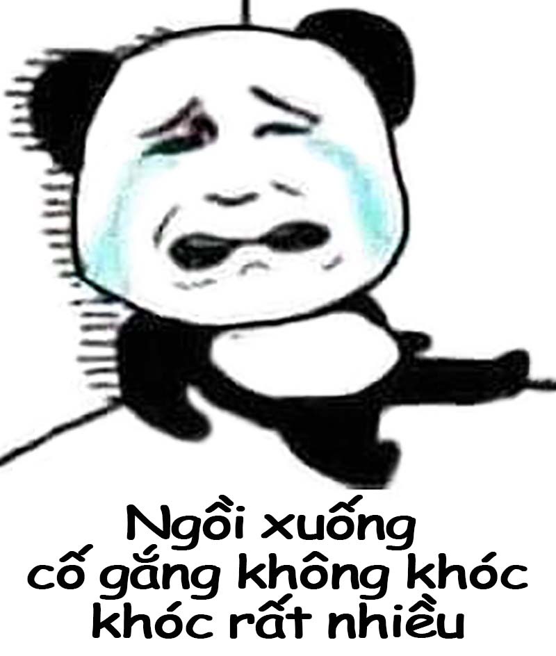 Mỗi ngày vài bức meme về đỗn lì gấu trúc Trung Quốc  Ho Chi Minh City