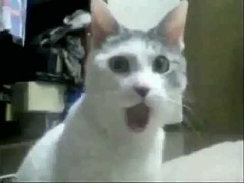 TOP 99 meme mèo đáng yêu ảnh mèo chế siêu hài hước mới nhất  Ảnh Cười  Việt